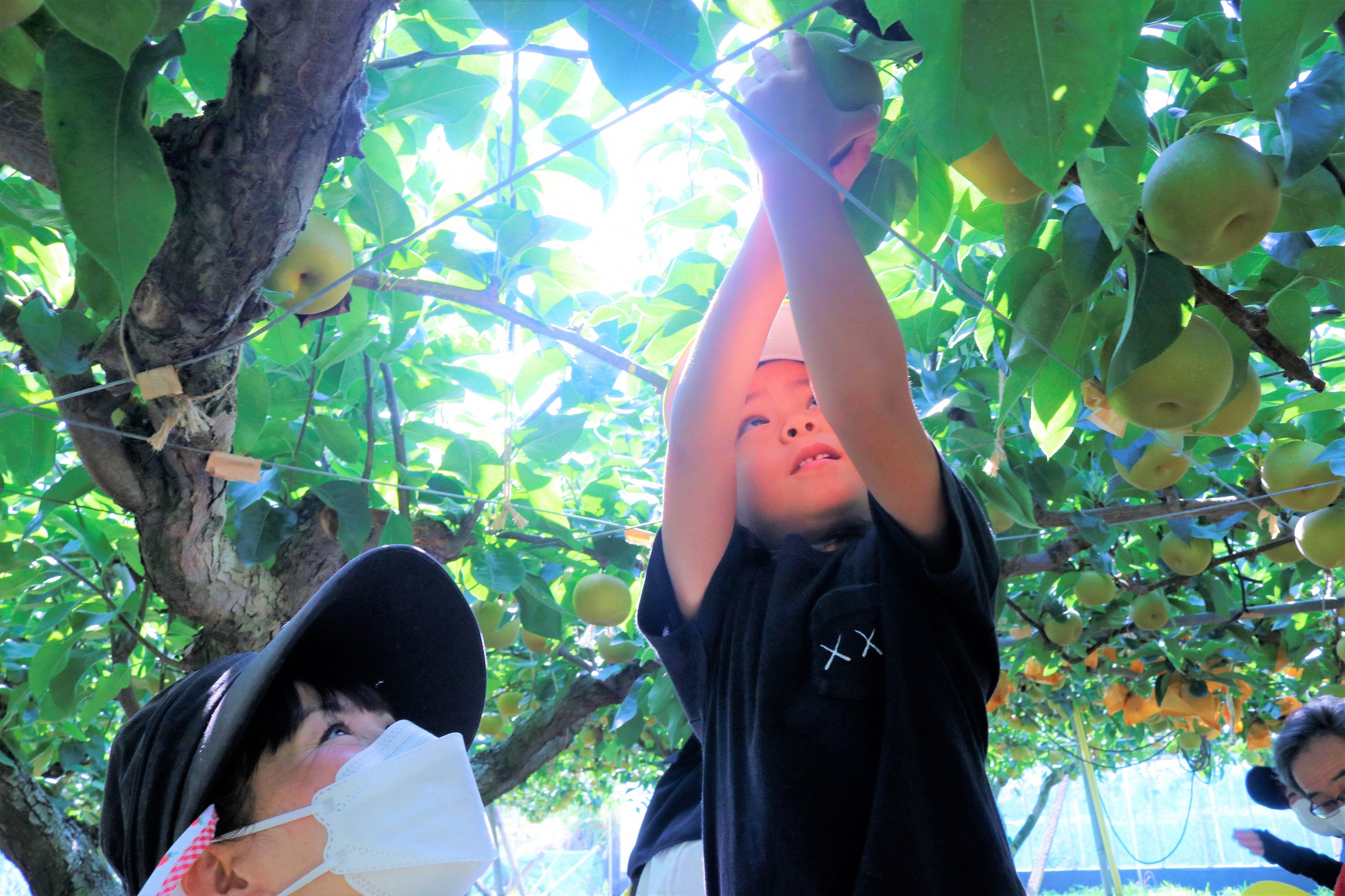 たんぽぽ保育園ホウナン梨を収穫