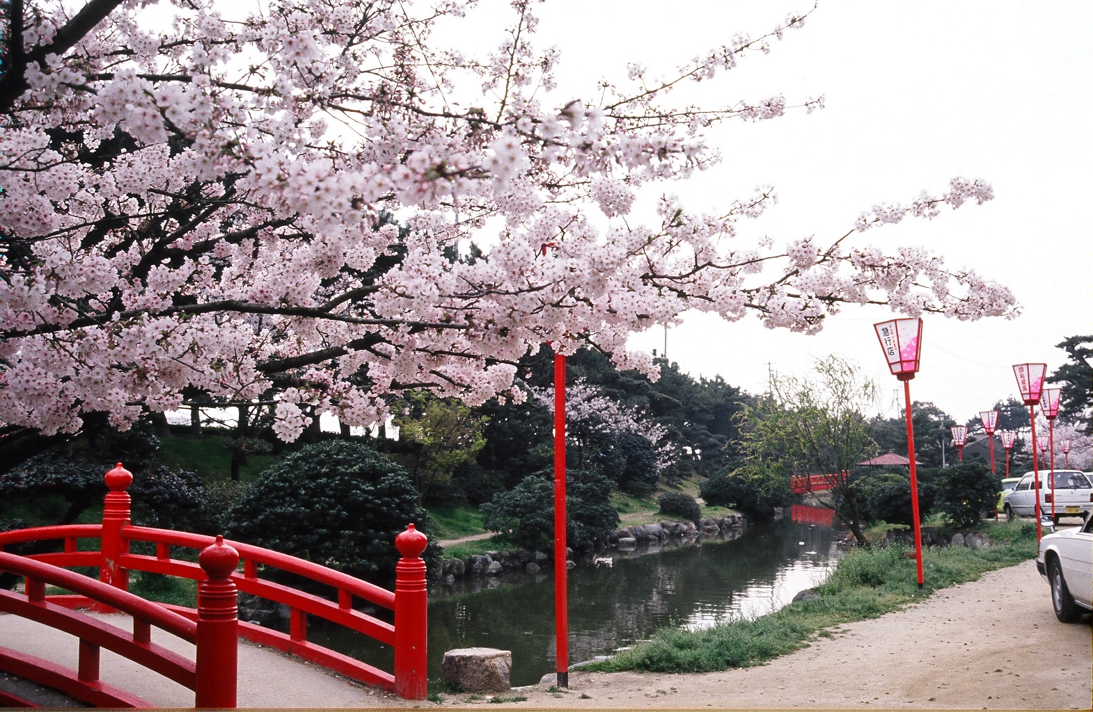 琴弾公園内にある、赤い橋にかかる満開の桜
