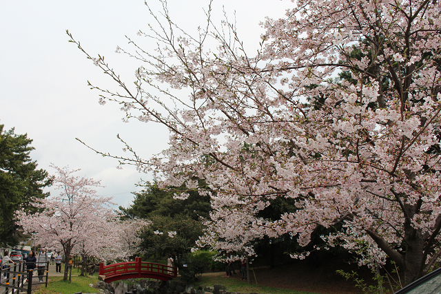 桜