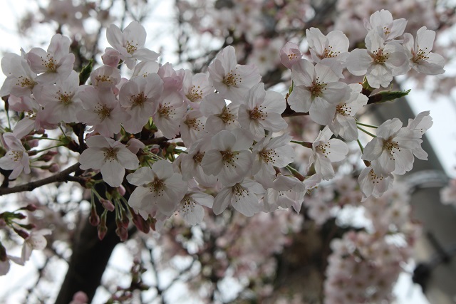 桜