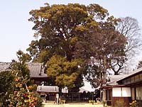 日枝神社の樟