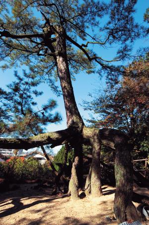 根上あがり松