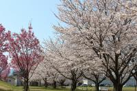 山田ふれあい緑地