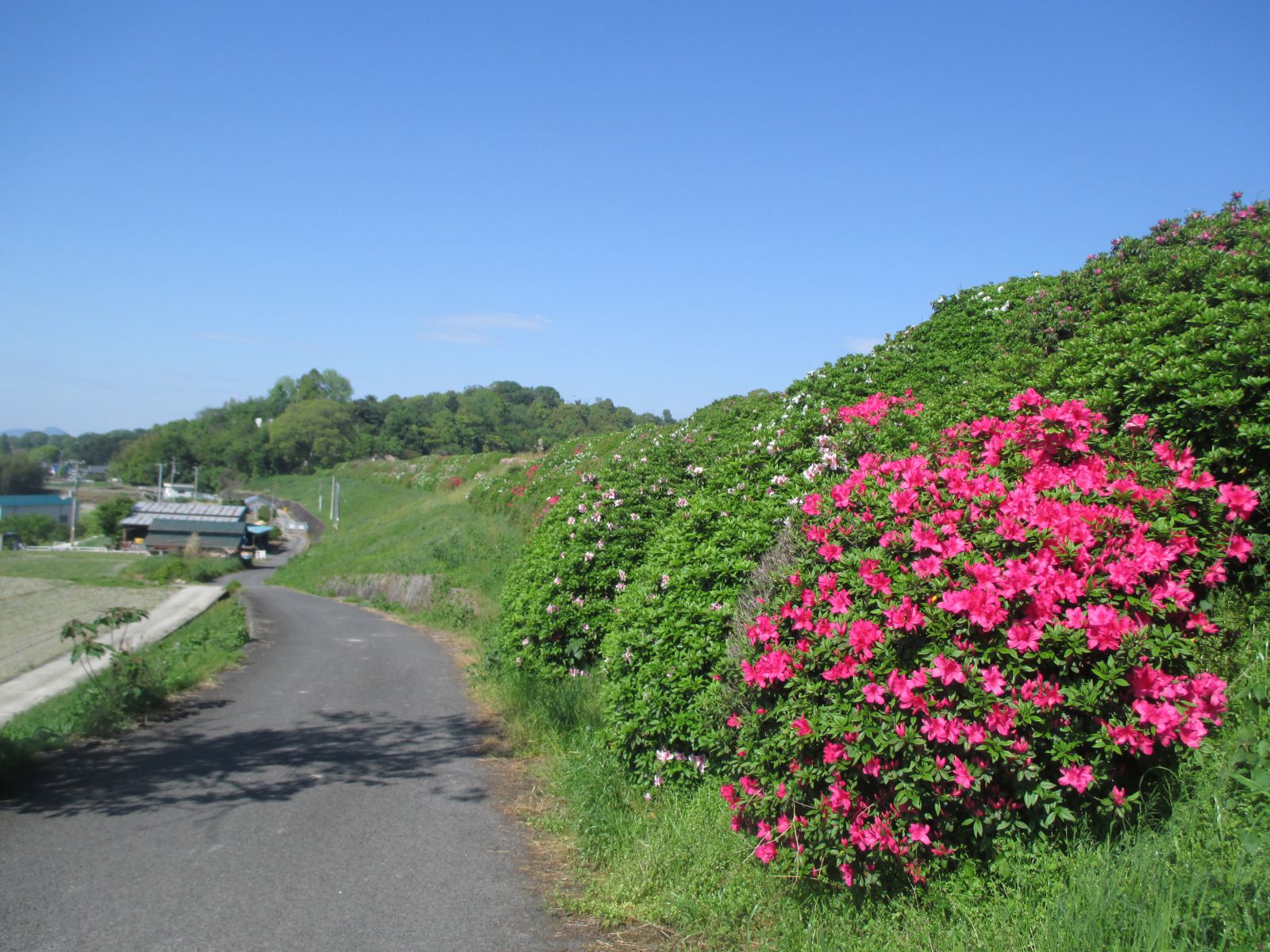 井関池