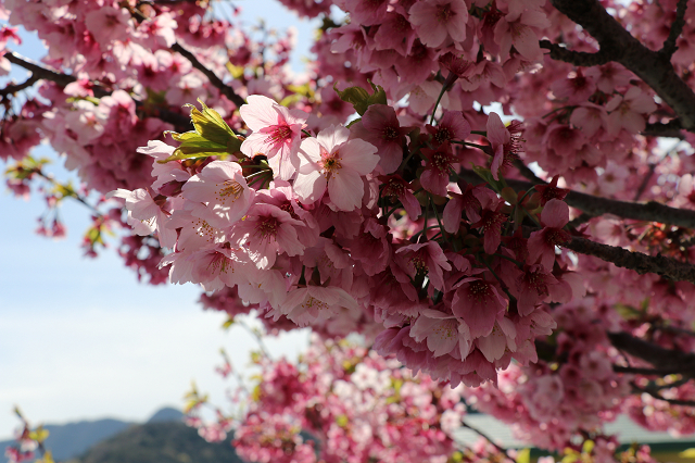 お花見