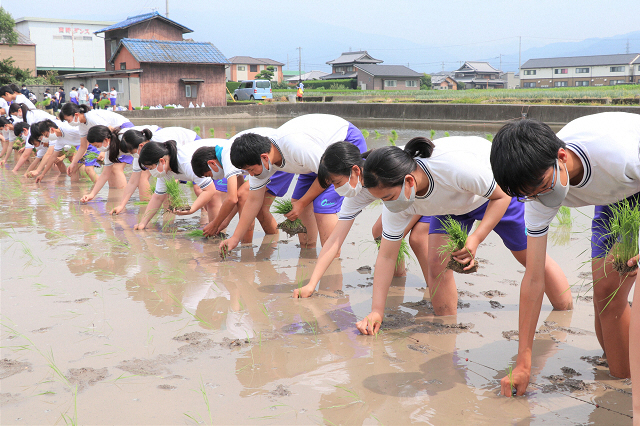 大野原中学校田植え