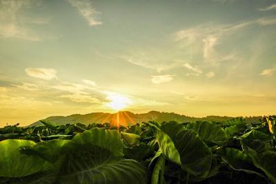 夕陽に照らされた里芋畑