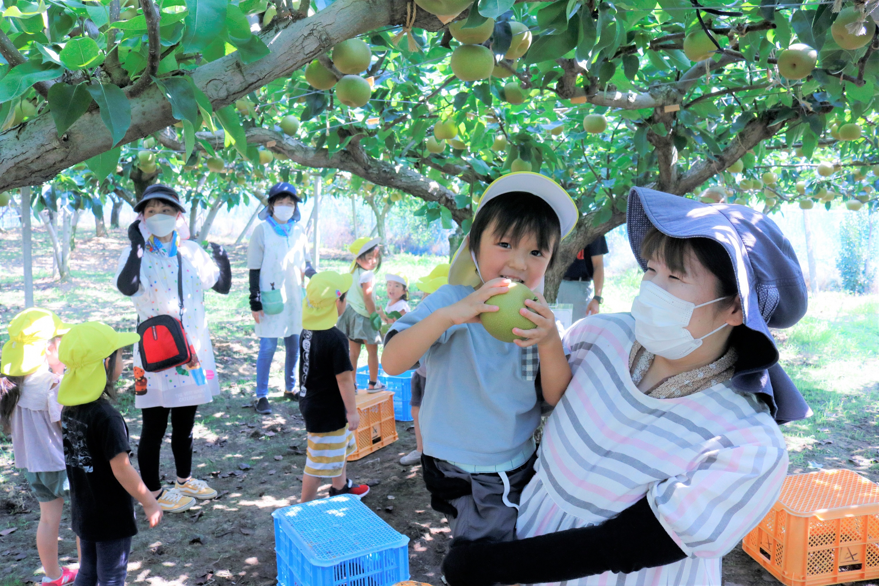 たんぽぽ保育園ホウナン梨を収穫