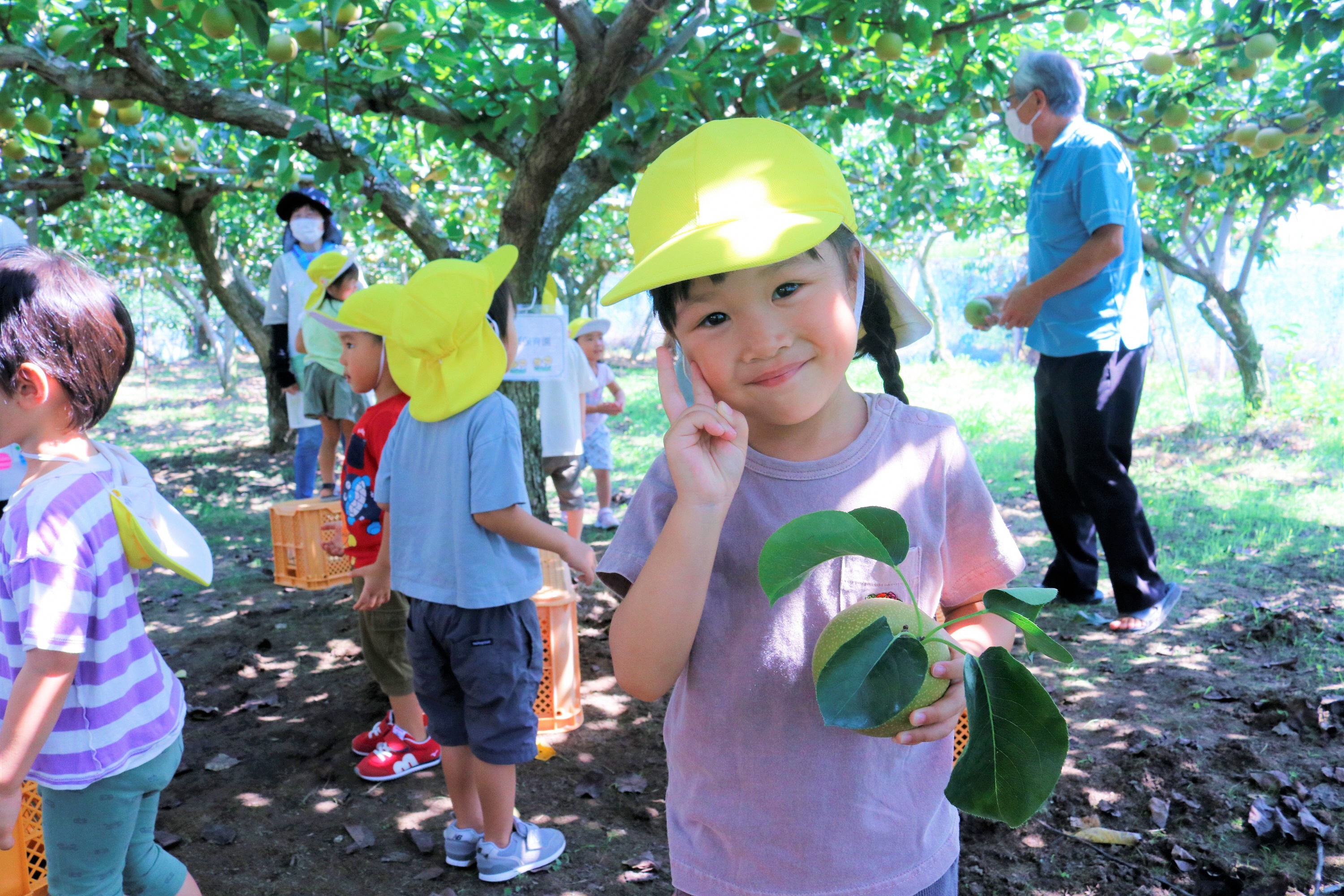 たんぽぽ保育園ホウナン梨を収穫