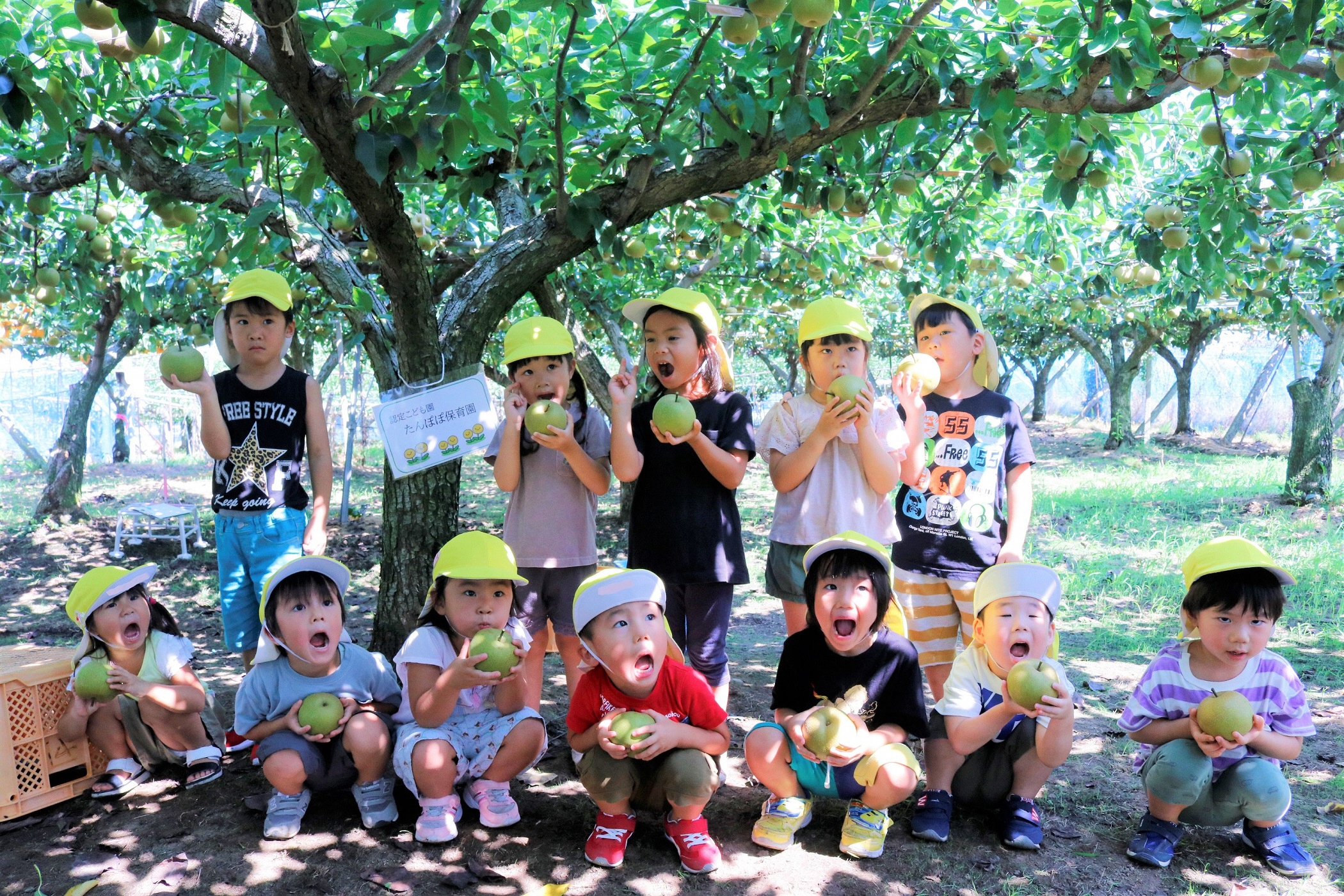 たんぽぽ保育園ホウナン梨を収穫