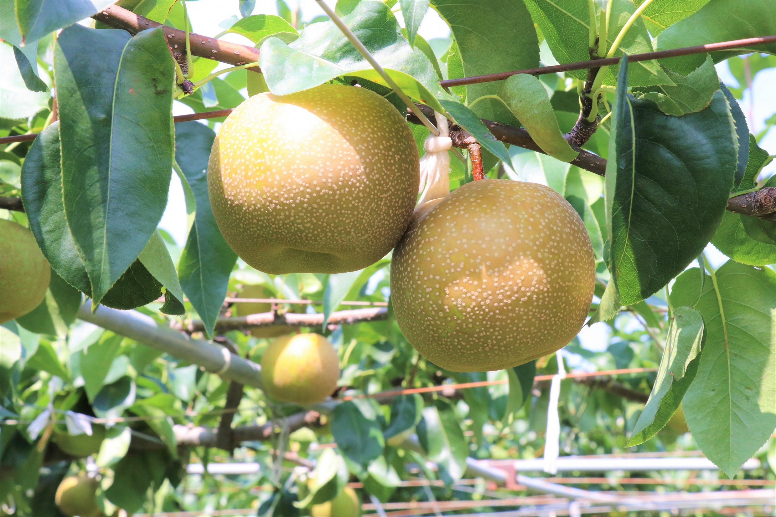 梨の収穫スタート