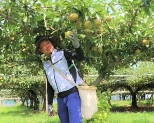 ホウナン梨収穫