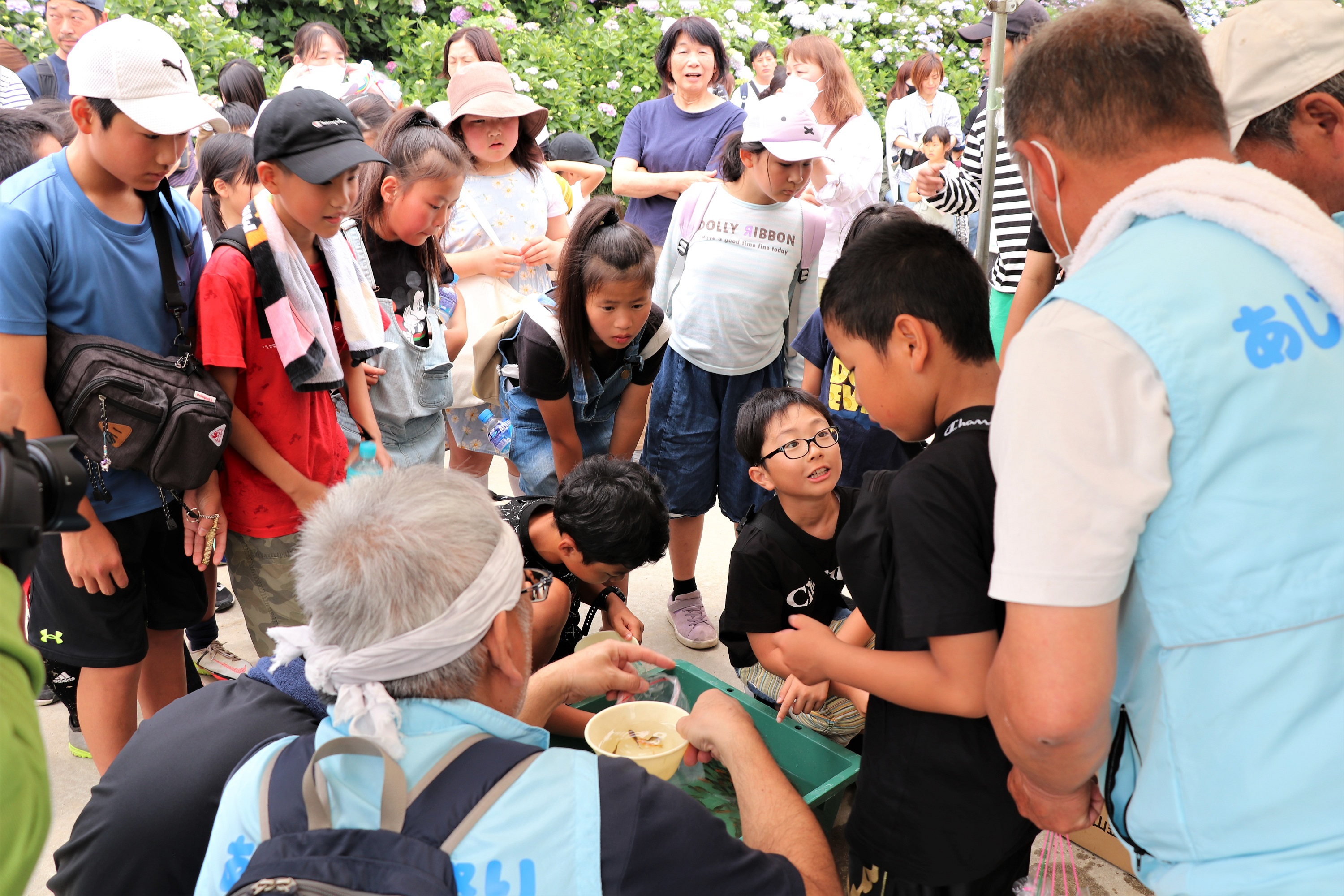 粟井あじさい祭り