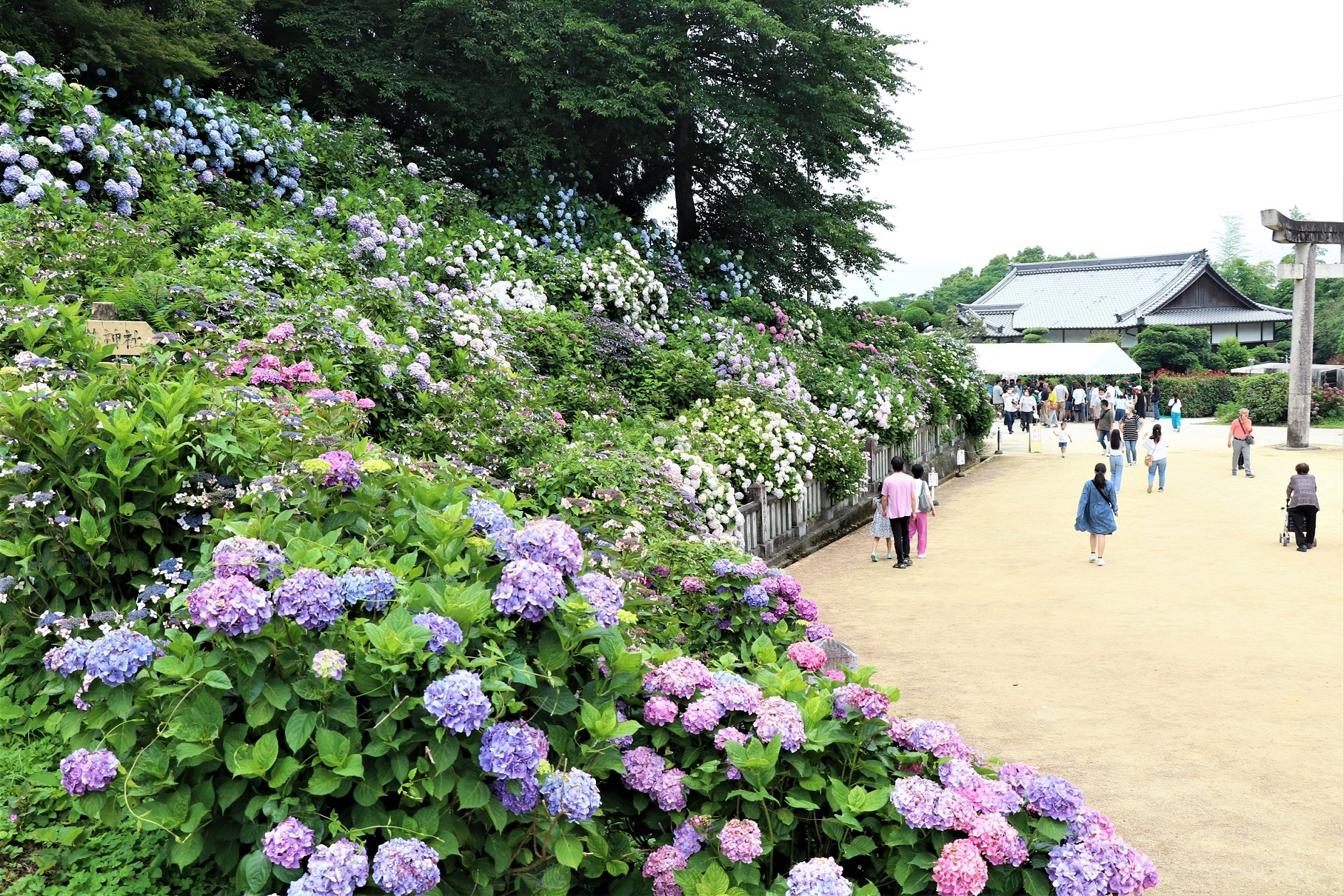 粟井あじさい祭り