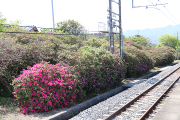 JR豊浜駅ホーム内つつじ