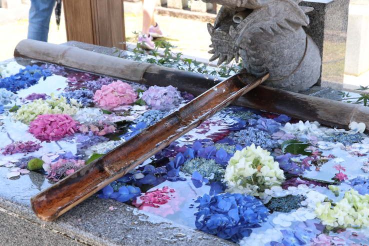 色鮮やかなあじさいが浮かぶ粟井神社の手水舎
