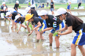 豊田小学校田植え体験の様子
