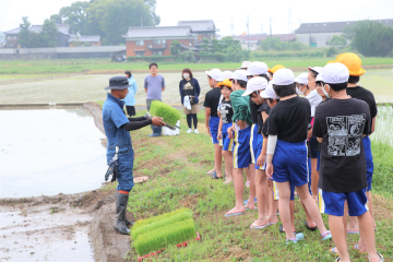豊田小学校田植え体験の様子