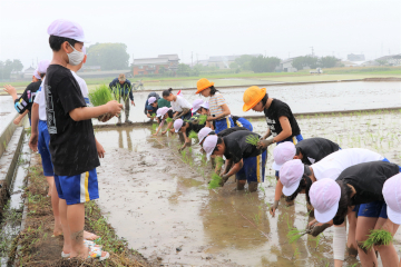 豊田小学校田植え体験の様子