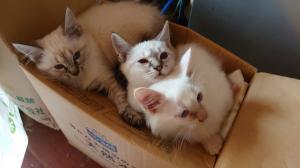 猫の不妊去勢手術費補助事業