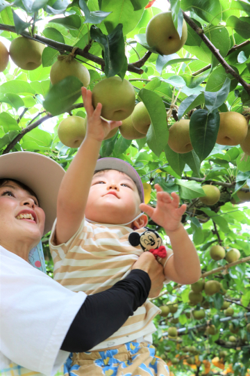 たんぽぽ保育園梨狩りの様子