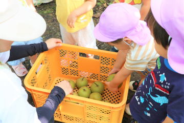 たんぽぽ保育園梨狩りの様子