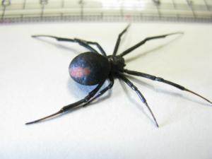 セアカゴケグモ(香川県ホームページ)