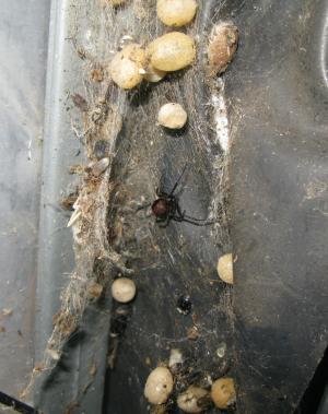 セアカゴケグモ