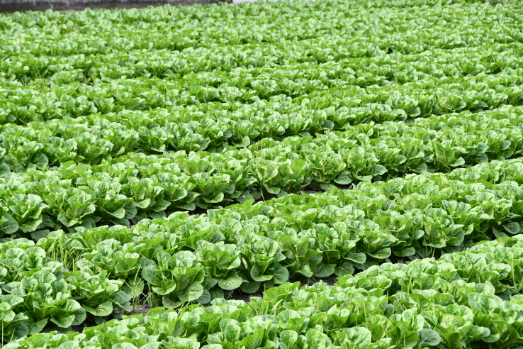 ロメインレタス畑の写真