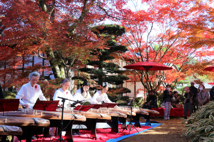 境内で琴の演奏が行われました