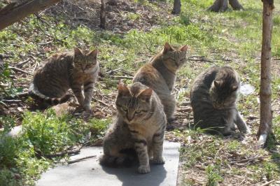 猫
