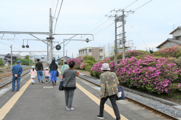 豊浜駅つつじ祭りのようす