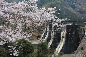 春の豊稔池堰堤