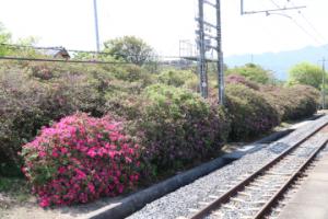 JR豊浜駅ホーム内つつじ