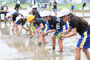 豊田小学校田植え体験の様子